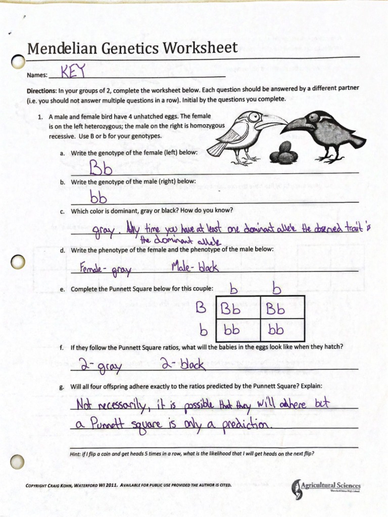 Mendelian Genetics Key Regarding Genetics Worksheet Answers Key