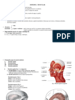 4.SINTEZA_-_SISTEMUL_MUSCULAR.pdf