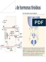 Biosíntesis de Hormonas Tiroideas