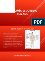 Planos Anatomicos