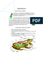 ANFIBIOS-Especialidad Desarrollada 1