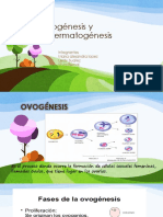 1ovogénesis y Espermatogénesis