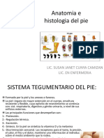 Anatomia-e-histologia-del-pie.ppt