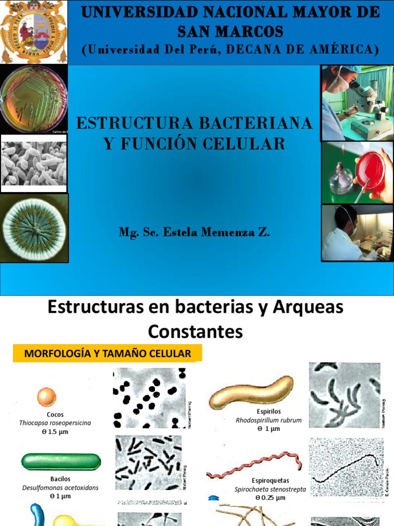 Estructura y Función de Bacterias | PDF | Las bacterias | Biología Celular)