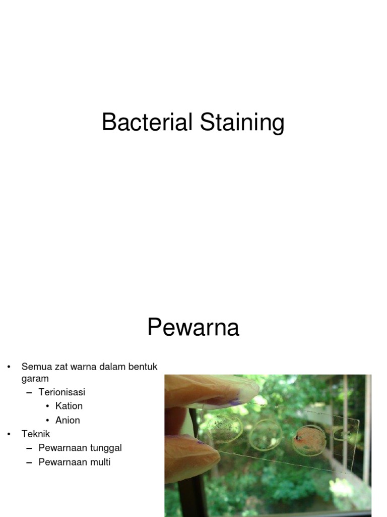 Techniques in Bacterial Staining | PDF | Staining | Bacteria