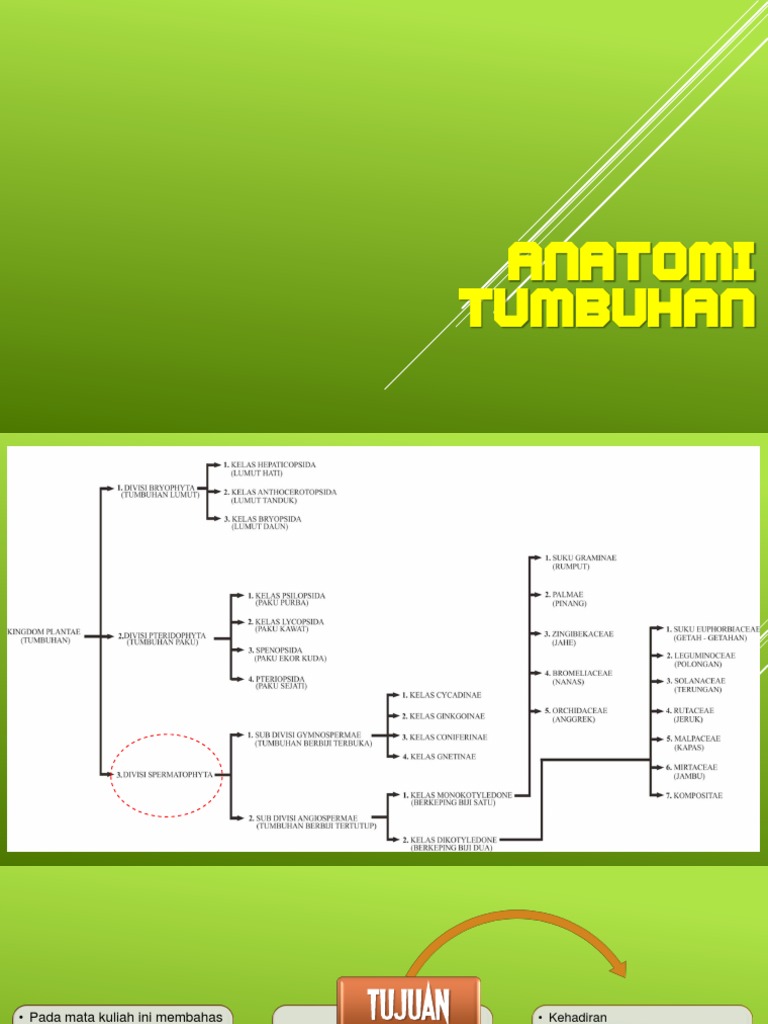 Anatomis Tumbuhan: Struktur dan Fungsi | PDF