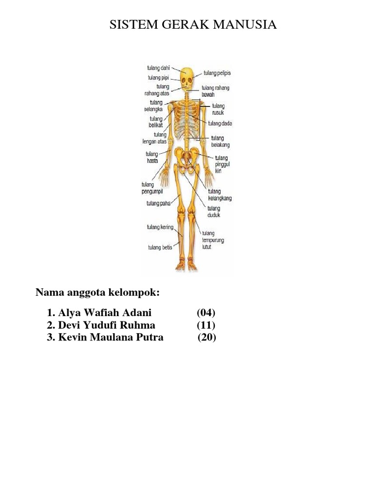 Hubungan Antar Tulang Tengkorak Termasuk Sendi Pdf