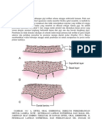 Dental Lamina