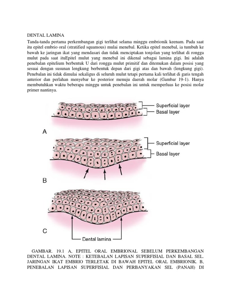 Dental Lamina PDF