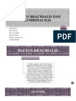Plexus Brachialis Dan Lumbosakral Kel 4