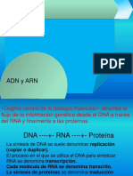 Clase Teórica ADN ARN 