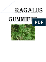 Astragalus Gummifer