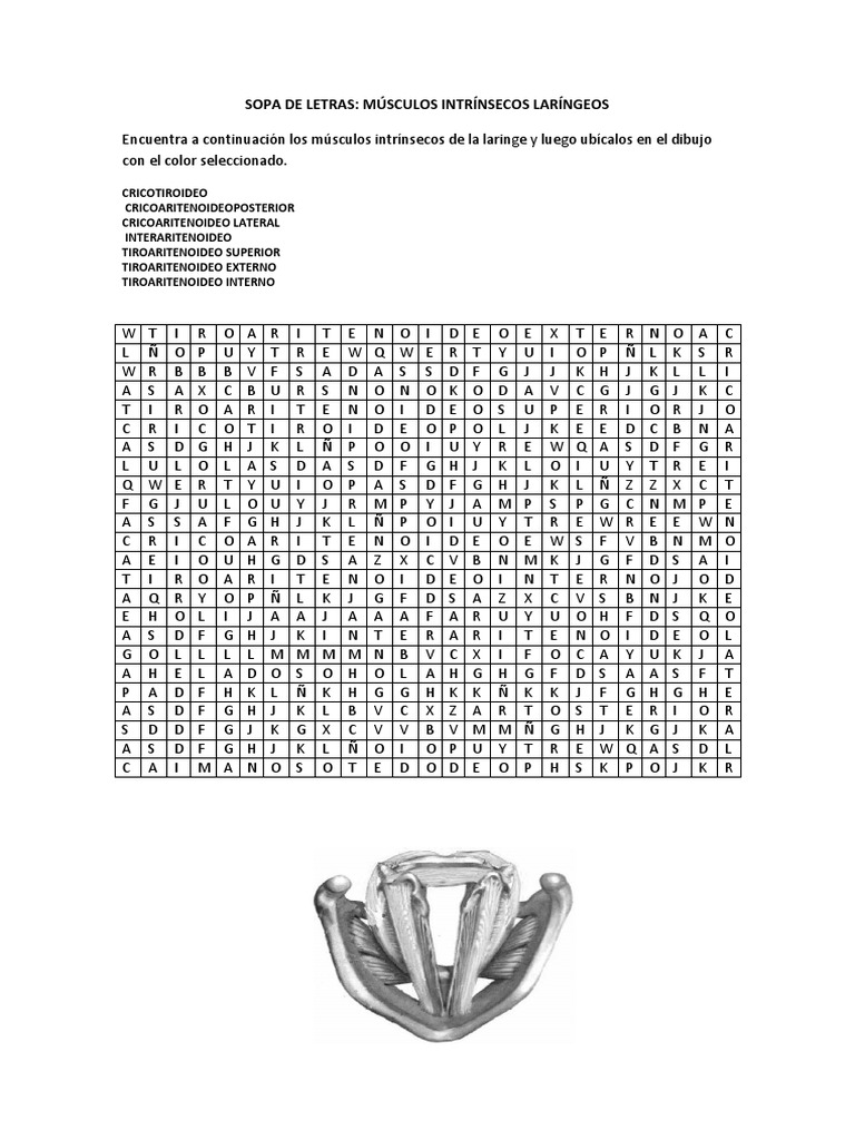 Sopa de Letras: Músculos Laringeos | PDF | Anatomía humana | Cabeza y ...