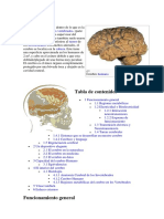 Cerebro Humano