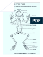 Skeletal System of Frog