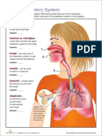 respiratory-system.pdf