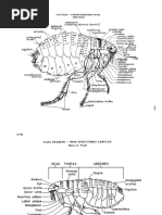 Fleas PDF