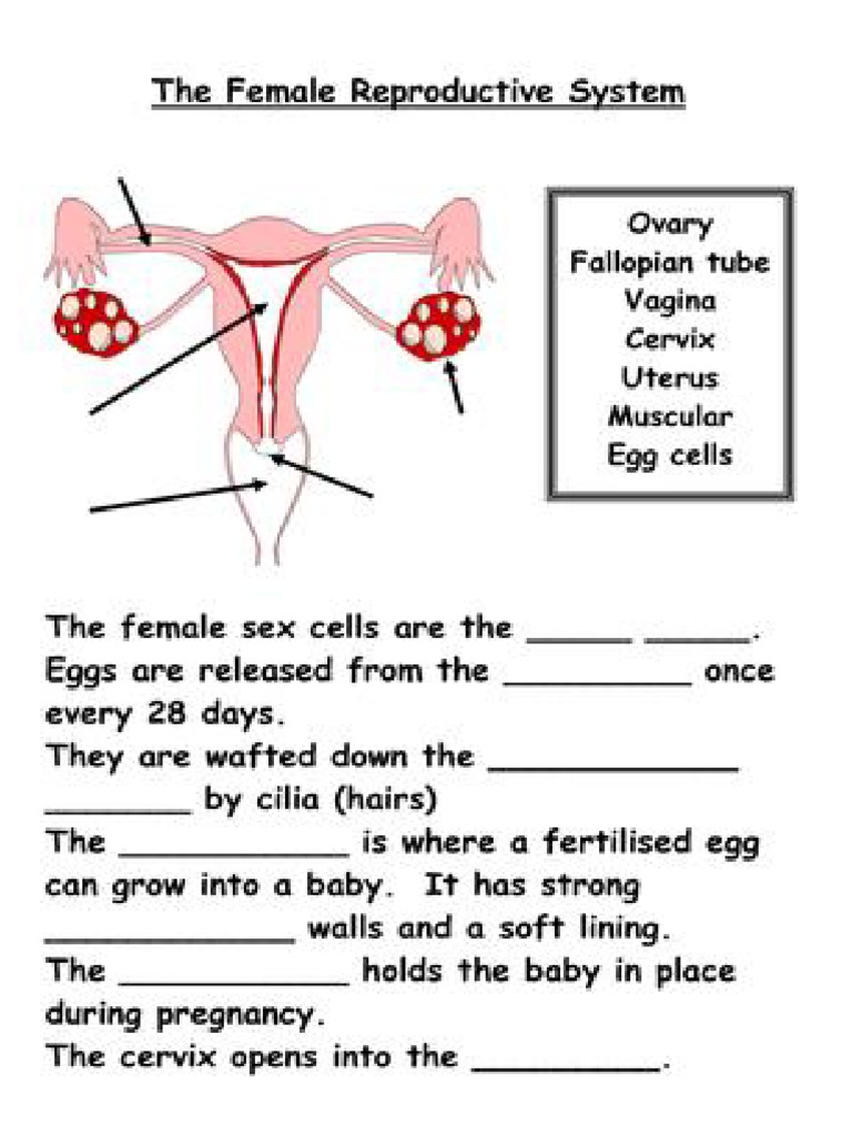 Activity Sheets Reproductive | PDF