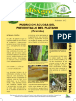 Pudrición Acuosa Del Pseudotallo Del Plátano (Erwinia) PDF