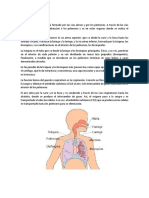Aparato respiratorio: vías aéreas y función
