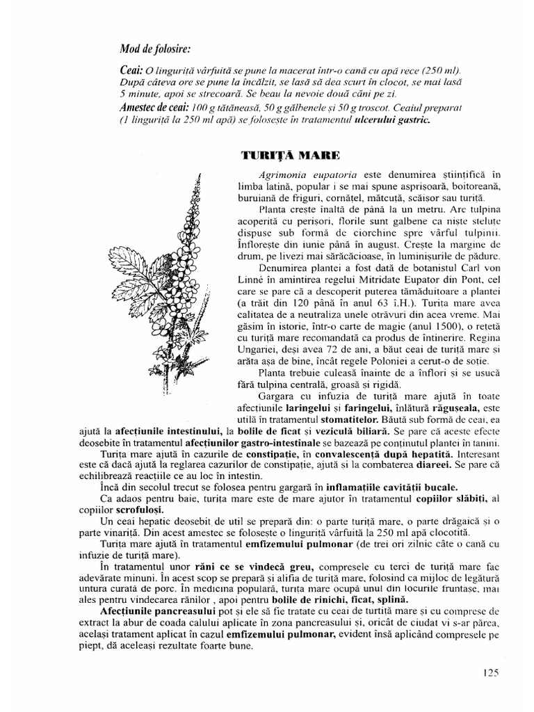 dieffenbachia indoor plant Dieffenbachia Camille