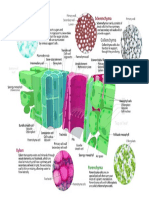 Doc2plant Tissue