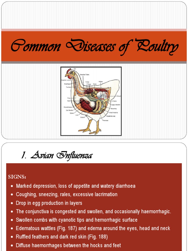 Poultry Disease Overview and Management | PDF | Infection | Virus