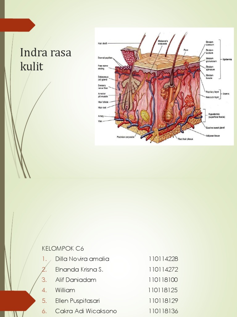 Sensibilitas Kulit: Rasa Panas dan Dingin | PDF