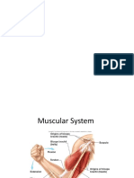 Muscular System