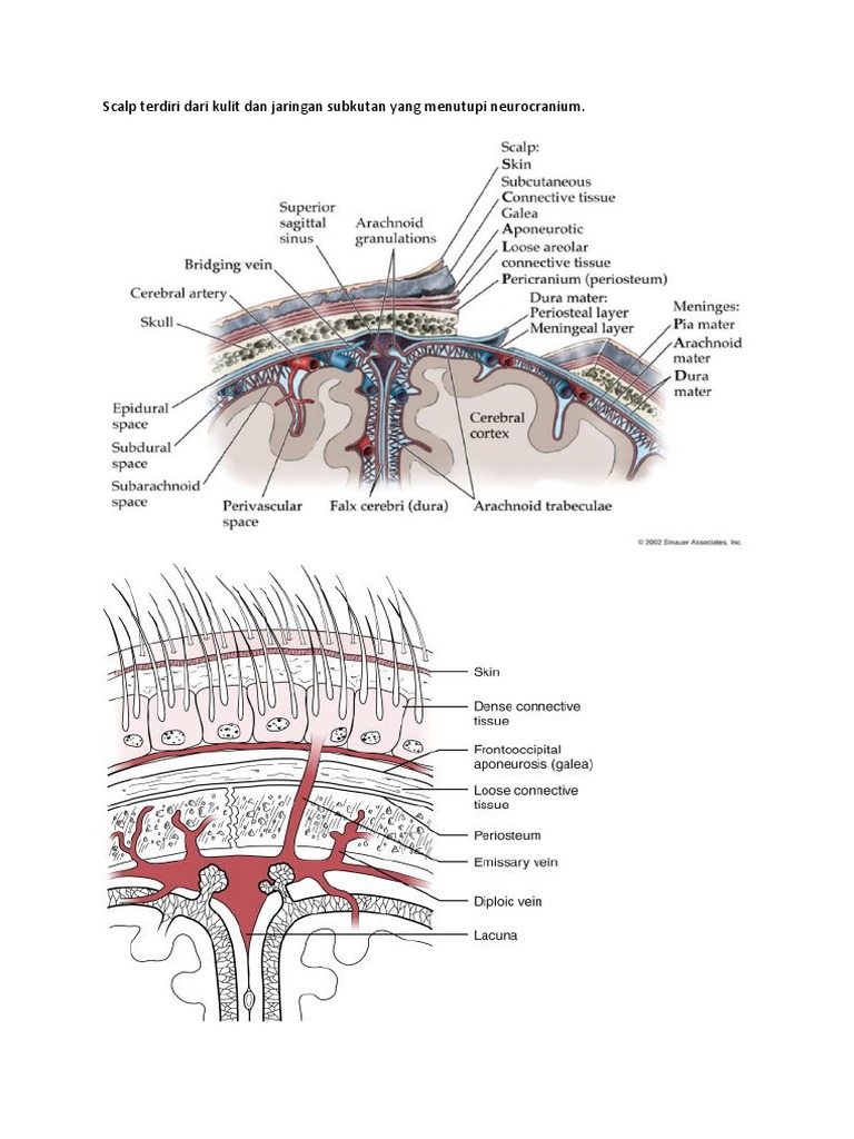 Scalp Anatomi Dan Histologi | PDF