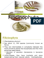 Kingdom Plantae - Filicinophyta