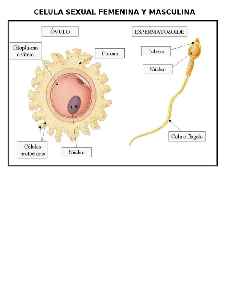 Celulas Sexuales Masculina y Femenina |
