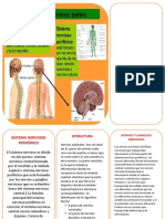 Sistema Nervioso Periférico