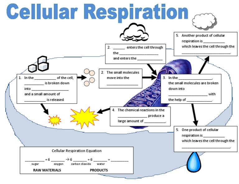 Cellular Respiration Flowchart PDF