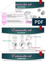 Ciclo de vida de Endolimax nana