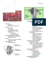 Obstetrics Maternal Physiology Dra. Marla Llanto: Uterus