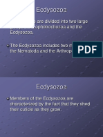 Ecdysozoa: Protostomes Are Divided Into Two Large Groups The Lophotrochozoa and The Ecdysozoa