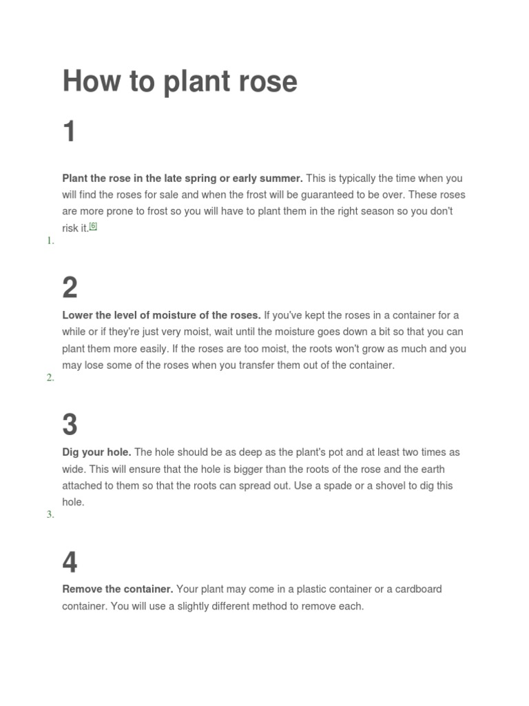 How To Plant Rose 1 Plant The Rose in The Late Spring or Early Summer