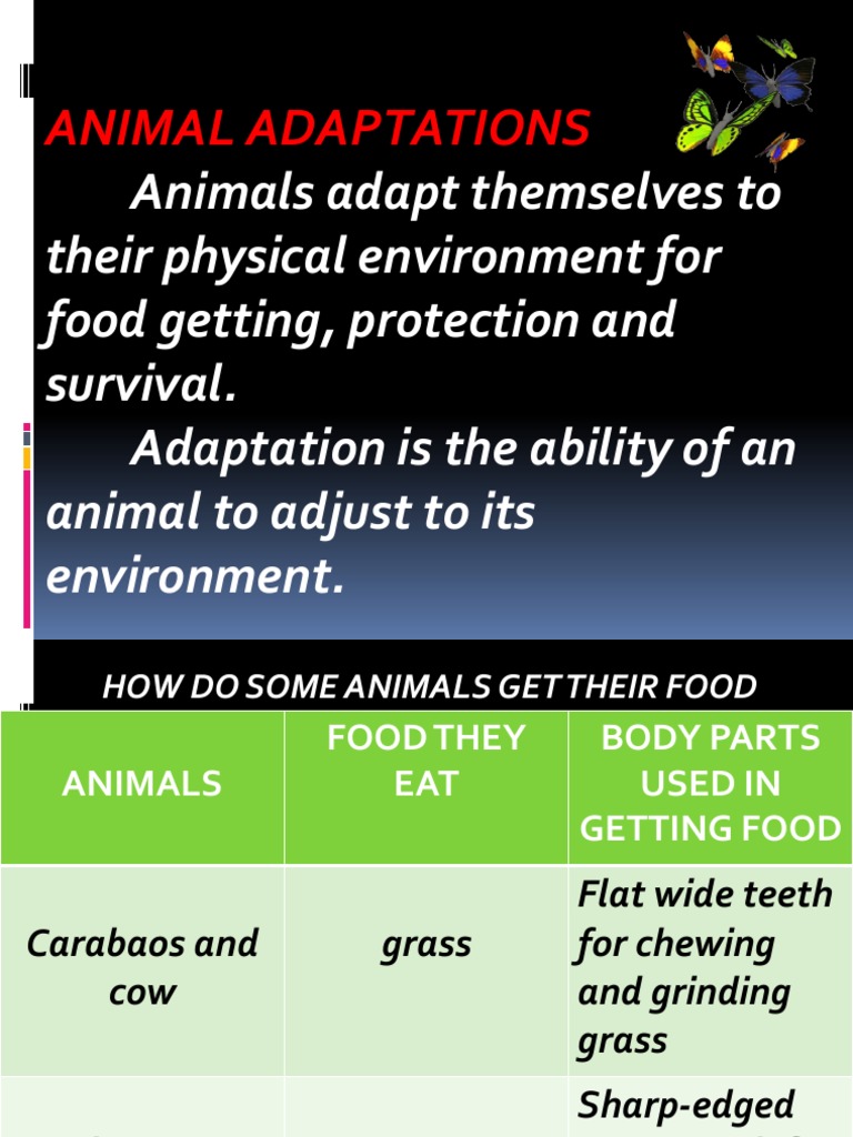 Animal Adaptations for Survival | PDF | Beak | Zoology