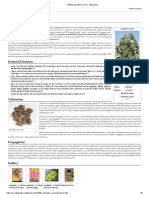 Jatropha curcas - A Biodiesel Plant