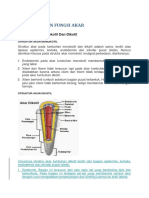 Struktur Akar