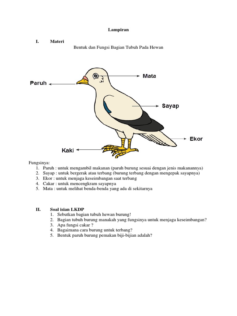 101+ Gambar Burung Dan Fungsinya Gratis