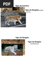 Trabalho Francisco Tigre