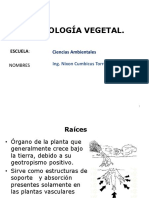 Morfología Vegetal