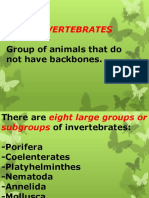 Invertebrates.pptx