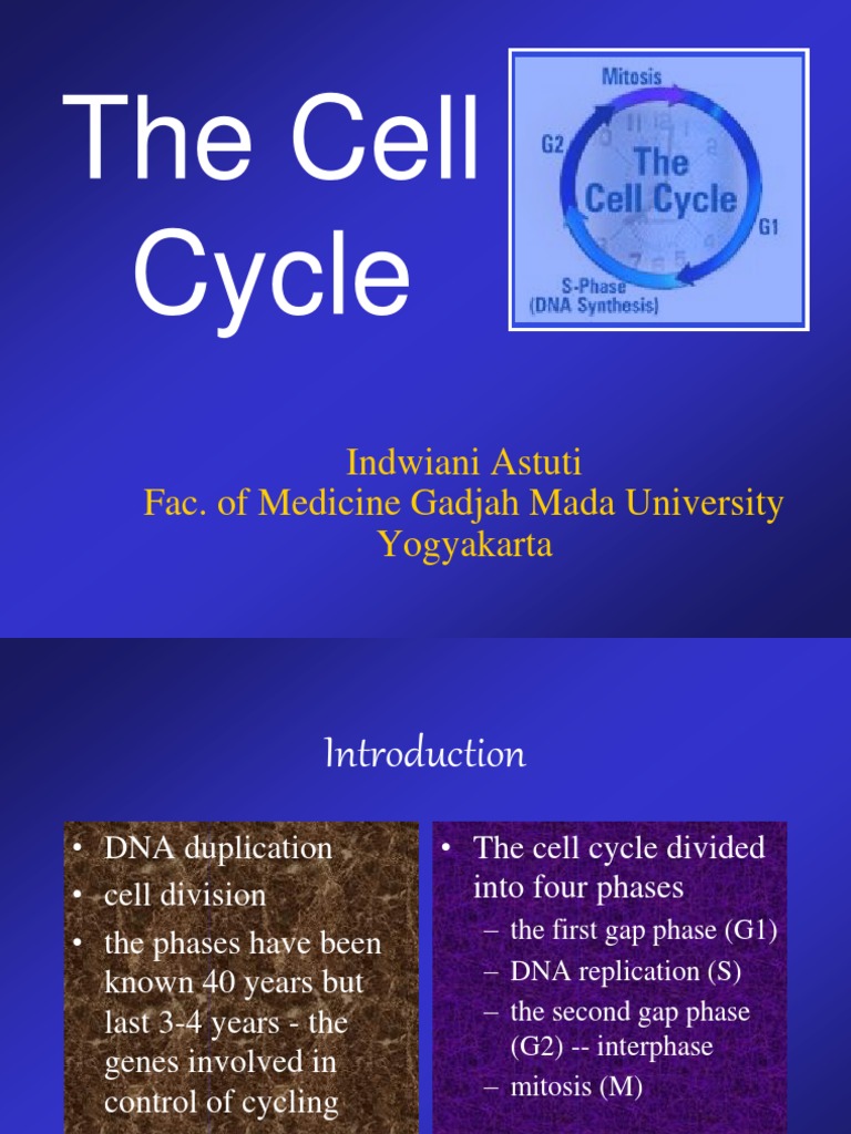 Cell Cycle & Apoptosis | PDF | Cell Cycle | Apoptosis