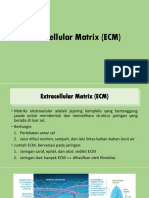 Extracellular Matrix (ECM)
