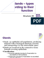 Glands - Types According To Their Function: Structure 28