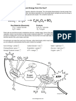 Photosynthesis Coloring 1