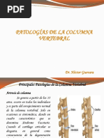Metámeras | PDF | Rodilla | Sistema musculoesquelético